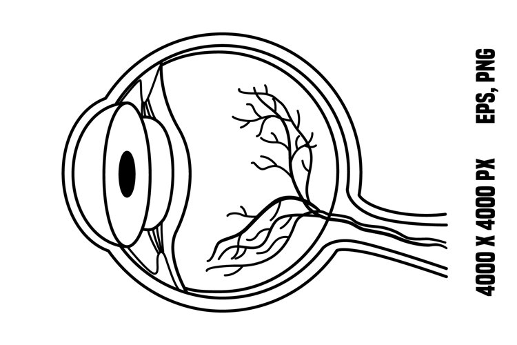 Close up of an anatomical diagram showing parts of the eye