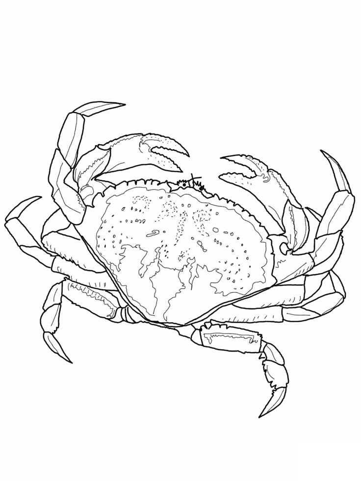 a happy child drawing colorful patterns on a simple crab outline