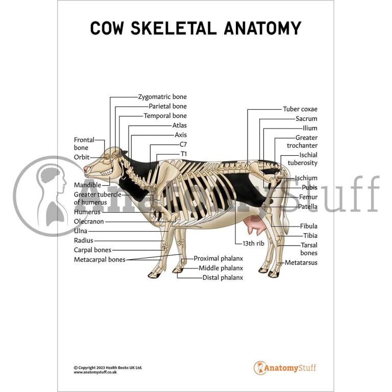 Educational diagram showing external cow body parts with labels