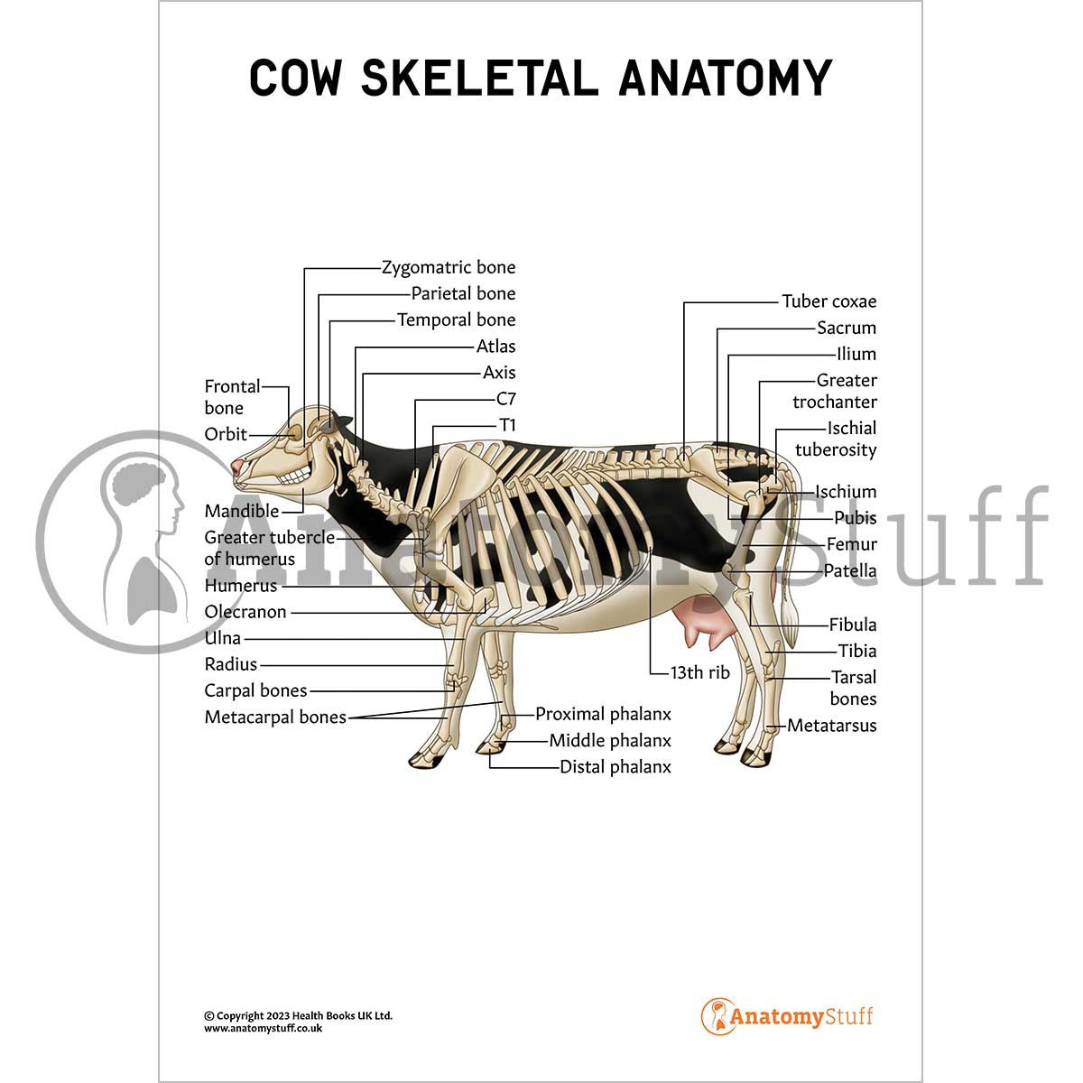 Educational diagram showing external cow body parts with labels