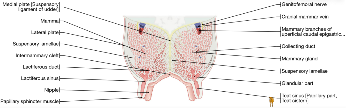 Laminated cow anatomy worksheet sitting on a wooden desk