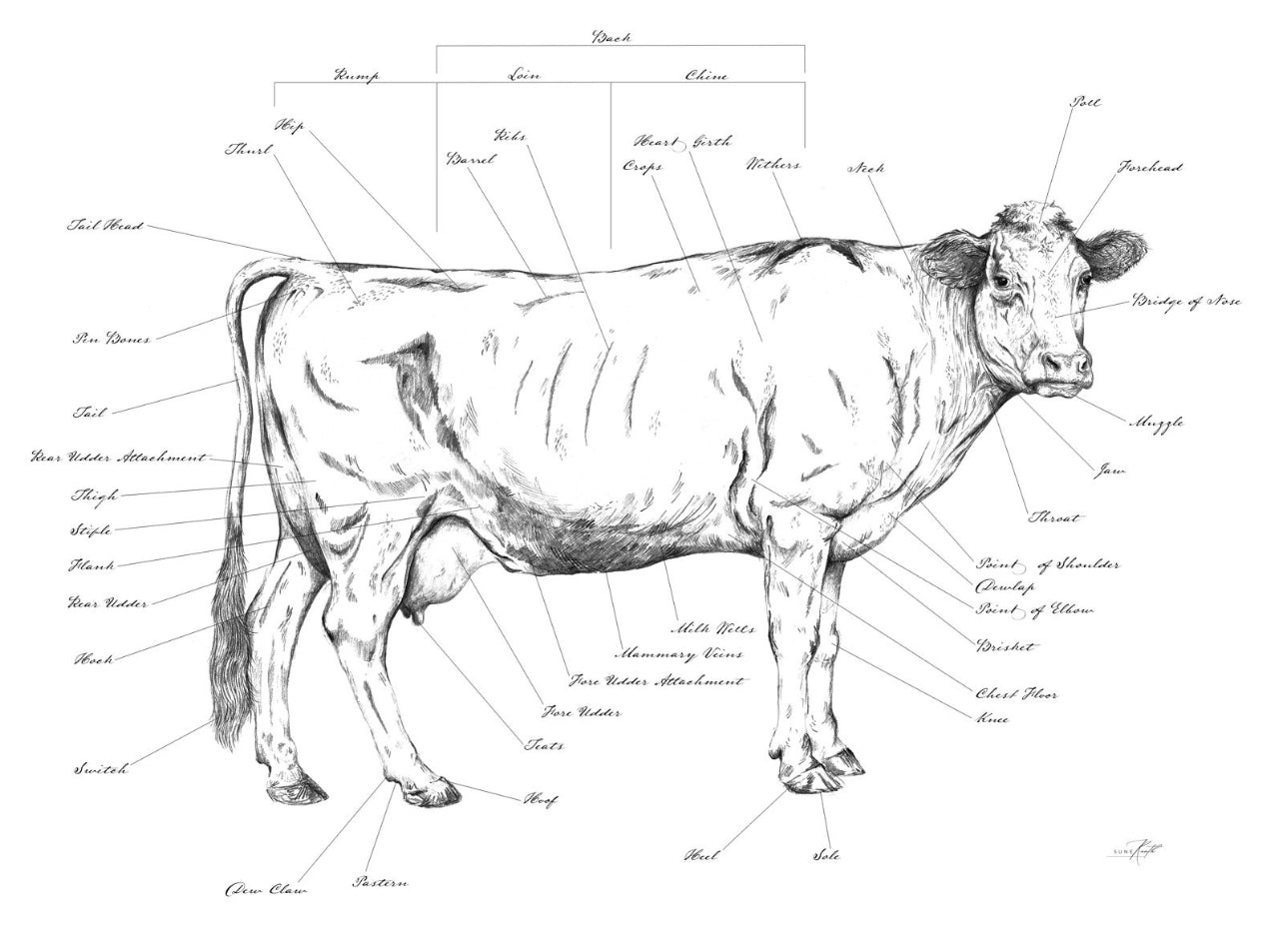 Close up of a student pointing at a cow anatomy chart