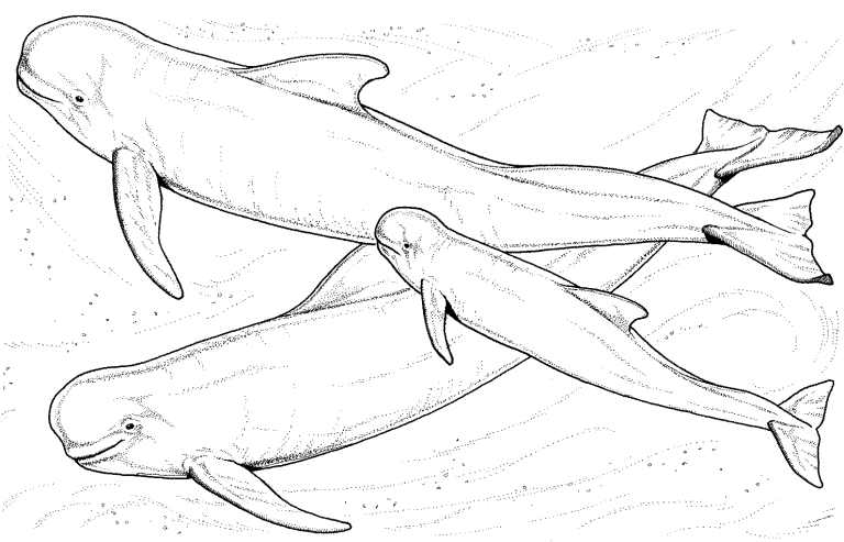 A young child sitting at a wooden table carefully coloring a large beluga whale illustration.